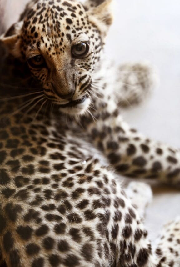 RCU Arabian Leopard 1 scaled | About Us