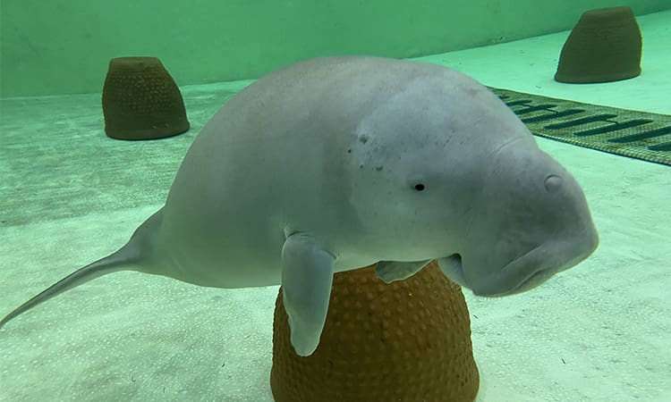 dugong 1 | News and Updates